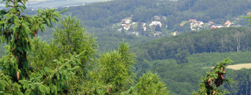 Blick über die Bäume ins Land hinein