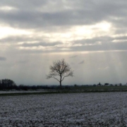 Einsamer Baum in Novemberlandschaft