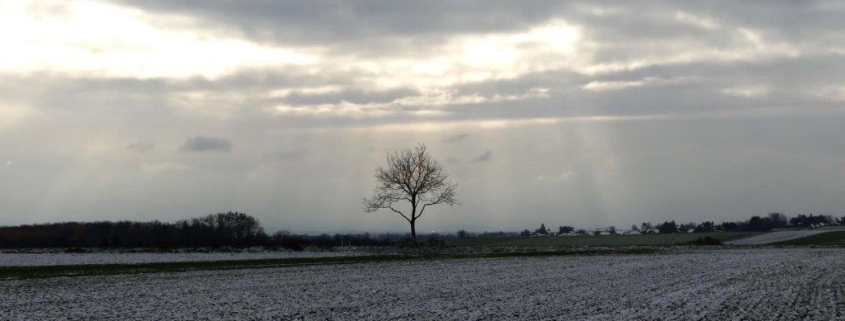 Einsamer Baum in Novemberlandschaft