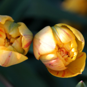 Zwei gelbe Tulpen von oben gesehen