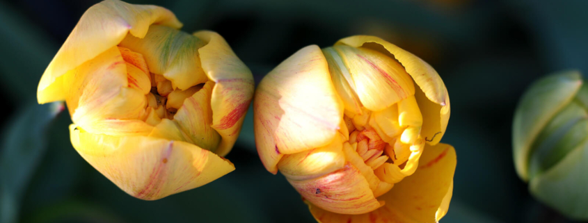 Zwei gelbe Tulpen von oben gesehen