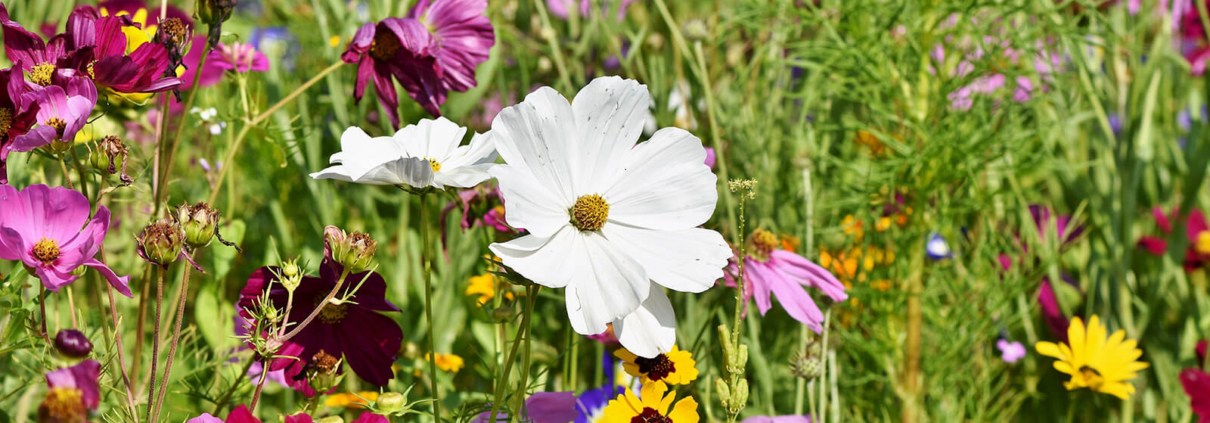 Eine bunte Blumenwiese