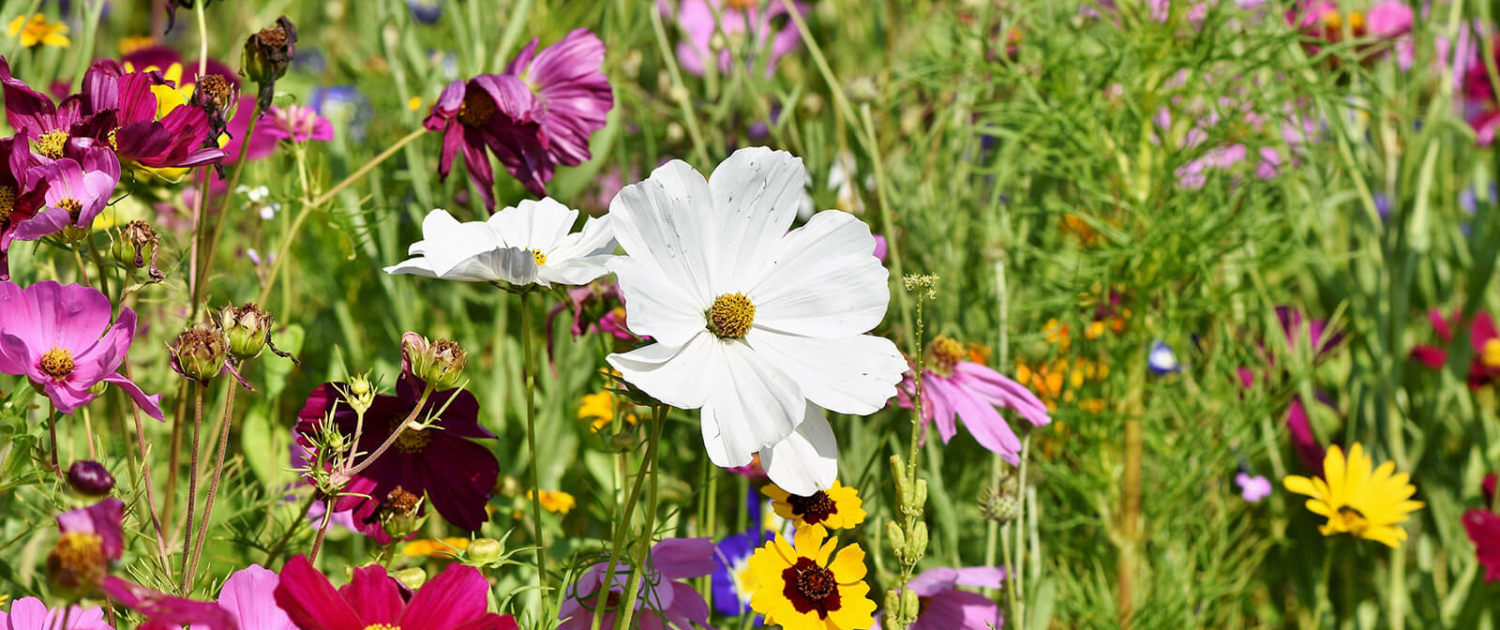 Eine bunte Blumenwiese