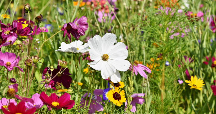 Eine bunte Blumenwiese