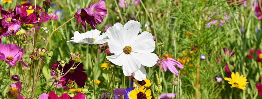 Eine bunte Blumenwiese